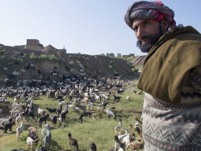 A man watches over his goat herd.